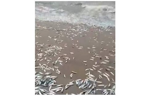 വീഡിയോ സ്ക്രീന്ഷോട്ട്