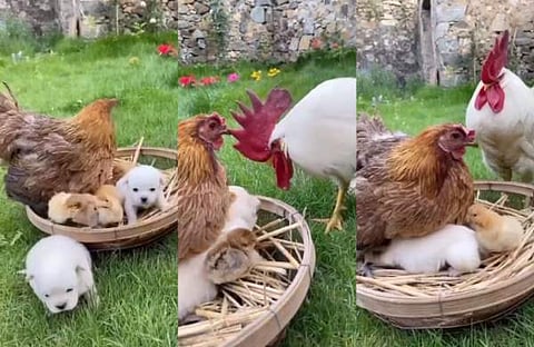 വീഡിയോ സ്ക്രീന്ഷോട്ട്