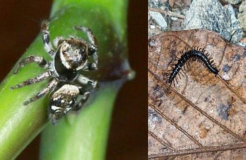 പുതിയ ചിലന്തിയും തേരട്ടയും