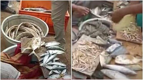 പിടികൂടിയ പഴകിയ മത്സ്യം/ ടിവി ദൃശ്യം