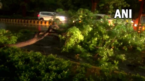 ഡൽഹിയിലുണ്ടായ ശക്തമായ കാറ്റിലും മഴയിലും മരം കടപുഴകിയപ്പോൾ/ എഎൻഐ