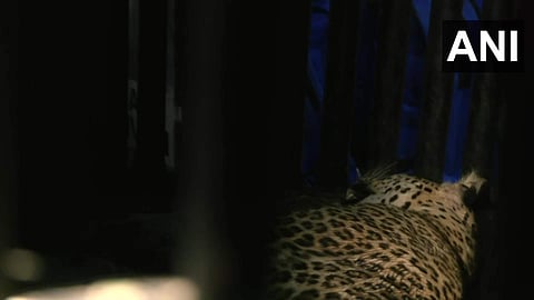 സ്കൂളിലെ ശുചിമുറിയില് കുടുങ്ങിയ പുള്ളിപ്പുലി