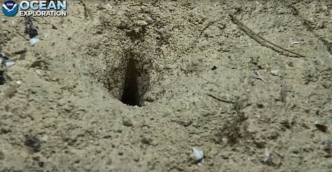 അറ്റ്ലാന്റിക് സമുദ്രത്തിന്റെ അടിത്തട്ടില് കണ്ടെത്തിയ കുഴി,image credit: NOAA Ocean Exploration