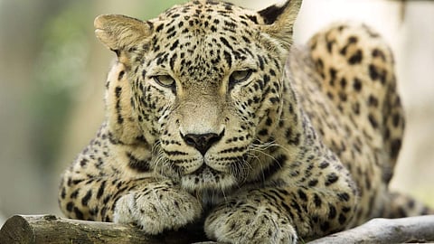 പൂഴിത്തോട് മാവട്ടത്താണ് പുലിയിറങ്ങിയത്