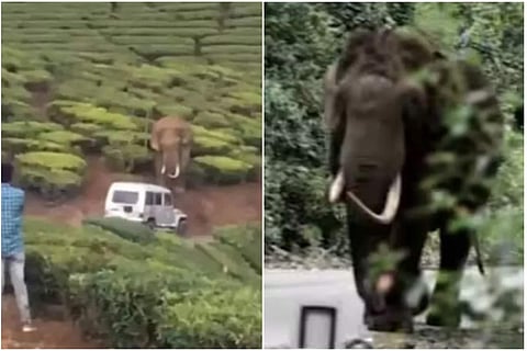 പടയപ്പയെ പ്രകോപിപ്പിക്കുന്നു/ ടിവി ദൃശ്യം