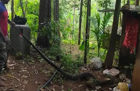 പിടികൂടിയ രാജവെമ്പാല/ ടിവി ദൃശ്യം