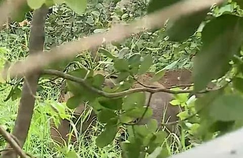 പള്ളി കോമ്പൗണ്ടിൽ കാട്ടാന നിലയുറപ്പിച്ചപ്പോൾ/ ടിവി ദൃശ്യം