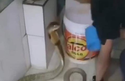 രാജവെമ്പാലയെ കുളിപ്പിക്കുന്ന ദൃശ്യം