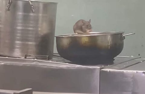 അടച്ചുവെക്കാതെ കിടക്കുന്ന പാത്രത്തില്നിന്ന് എലി ഭക്ഷണം കഴിക്കുന്ന ദൃശ്യം