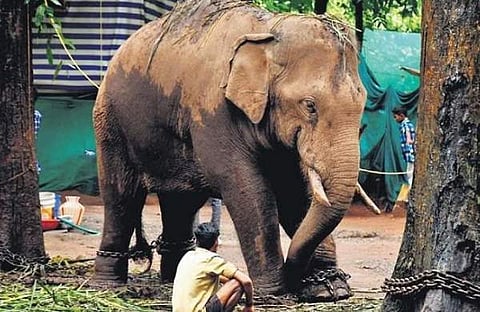 പി ടി സെവൻ/ എക്സ്പ്രസ്