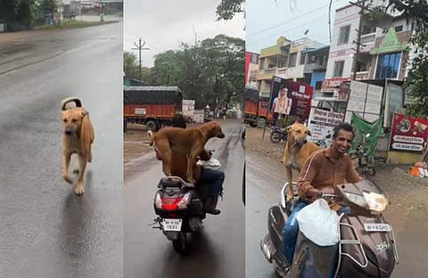 ലിഫ്റ്റ് ചോദിച്ച് നായ/ ഇൻസ്റ്റഗ്രാം വിഡിയോ സ്ക്രീൻഷോട്ട്