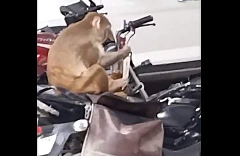 ബൈക്കില് ഇരുന്ന് മദ്യകുപ്പി തുറക്കാന് ശ്രമിക്കുന്ന കുരങ്ങന്റെ ദൃശ്യം
