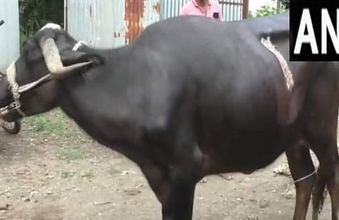 സ്വര്ണമാല വിഴുങ്ങിയ പോത്തിന്റെ ദൃശ്യം, എഎന്ഐ