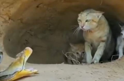 പെരുമ്പാമ്പിനെ പ്രതിരോധിക്കുന്ന പൂച്ചയുടെ ദൃശ്യം