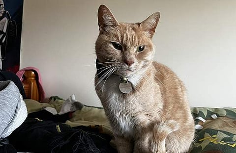 'ടെസ്കോ ക്യാറ്റ്'/ എക്സ്