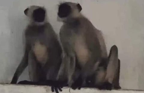 മൃഗശാലയിൽ ആൺകുരങ്ങ് ചത്തു/ ടെലിവിഷൻ സ്ക്രീൻഷോട്ട്