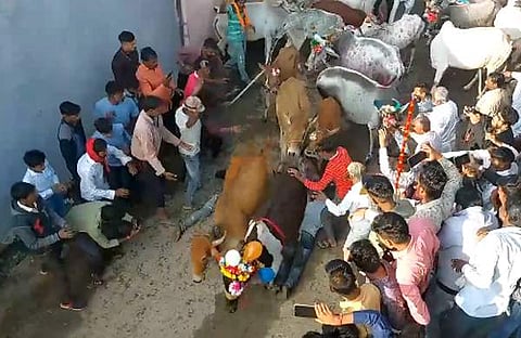 ഭക്തരുടെ മുകളിലൂടെ പശുക്കളെ നടത്തിക്കുന്ന ദൃശ്യം