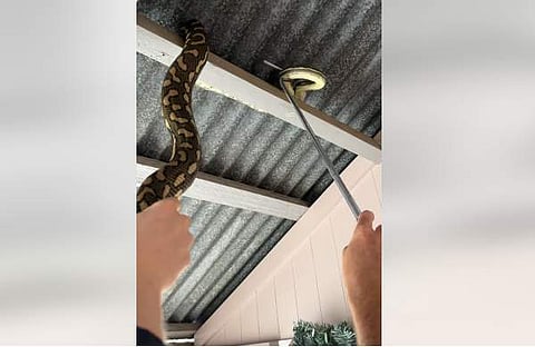 പെരുമ്പാമ്പിനെ പിടികൂടിയപ്പോൾ