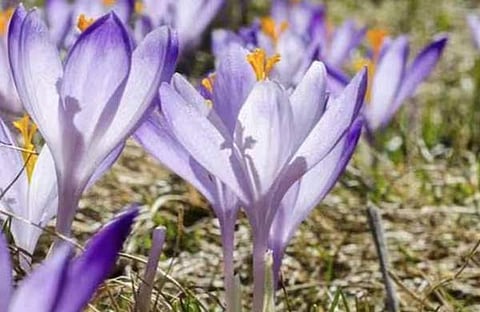 കുങ്കുമപ്പൂക്കൾ