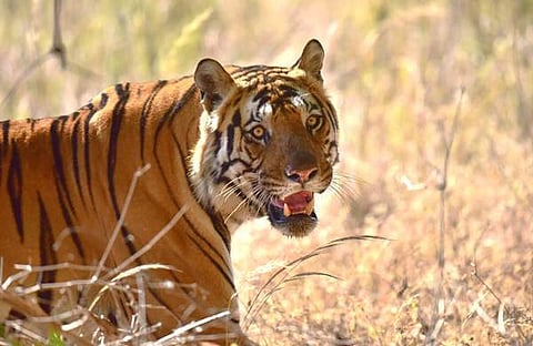 ബജ്റംഗ് എന്ന കടുവ/ എക്സ്