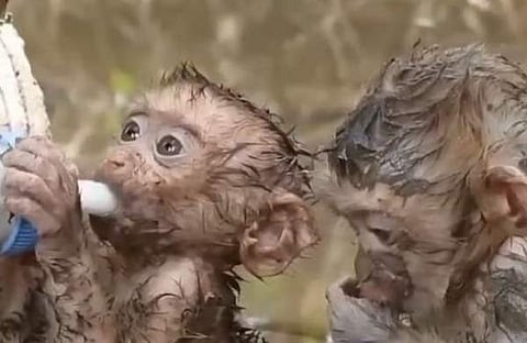 ഊഴം കാത്ത് കുട്ടിക്കുരങ്ങന്മാർ/ എക്സ് വിഡിയോ സ്ക്രീൻഷോട്ട്