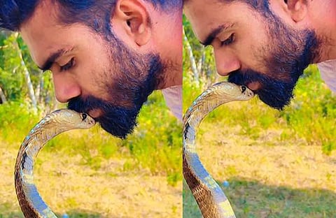 രാജവെമ്പാലയുടെ തലയിൽ ചുംബിക്കുന്ന യുവാവിന്റെ ദൃശ്യം