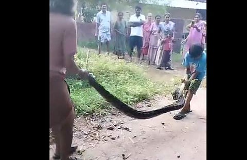 പെരുമ്പാമ്പിനെ കുട്ടി പിടികൂടുന്ന ദൃശ്യം