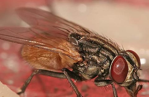 പ്രതീകാത്മക ചിത്രം/ വിക്കിപീഡിയ