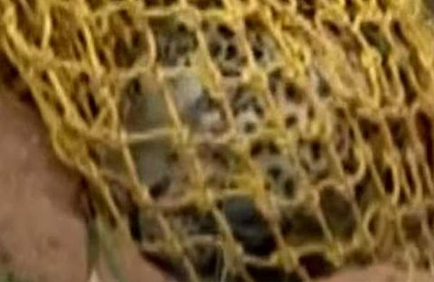 പുലിയെ വലയിലാക്കി പുറത്തെത്തിക്കുന്നു/ വിഡിയോ സ്ക്രീൻഷോട്ട്