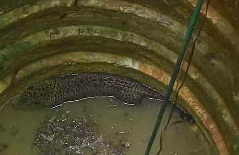 കിണറ്റിൽ വീണ പുലി/ ടിവി ദൃശ്യം