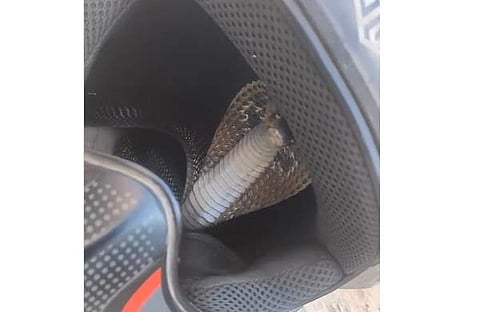 ഹെൽമറ്റിനുള്ളിൽ പത്തിവിടർത്തി പാമ്പ്