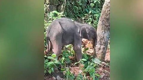 കൃഷിത്തോട്ടത്തില് കണ്ടെത്തിയ കുട്ടിയാന