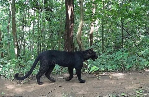 കരിമ്പുലി/ എക്സ്