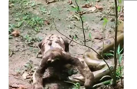 അനാക്കോണ്ടയ്ക്ക് അരികിലൂടെ കടന്നുപോകുന്ന സ്ലോത്തിന്റെ ദൃശ്യം