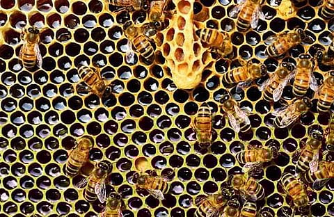 പ്രതീകാത്മക ചിത്രം