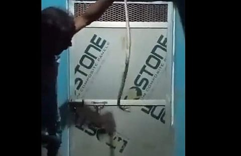 പാമ്പിനെ പിടിച്ചിരിക്കുന്ന യുവാവിന്റെ ദൃശ്യം