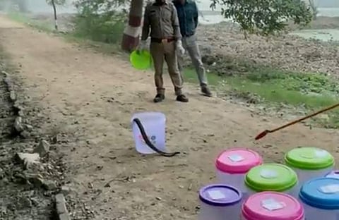 പിടികൂടിയ പാമ്പുകളെ കാട്ടില് തുറന്നുവിടുന്നു, എഎന്ഐ