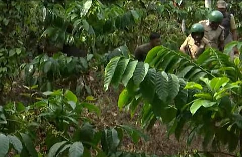 വയനാട്ടിൽ കടുവയ്ക്ക് വേണ്ടിയുള്ള തിരച്ചിൽ