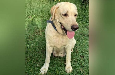 പൊലീസ് നായ കല്യാണി