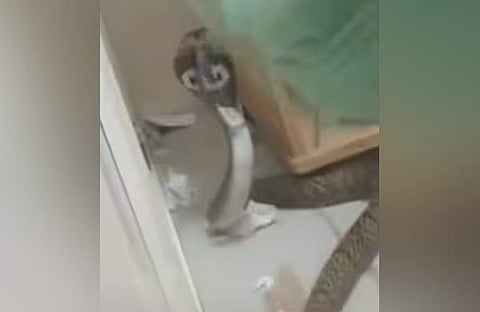 ഫാറൂഖ് ഇഎസ്ഐ ആശുപത്രിയിൽ പാമ്പ്