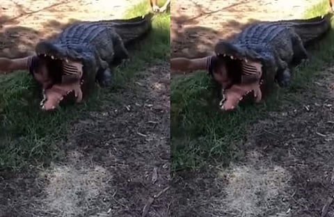 റോബോട്ട് മുതലയുടെ വായിൽ നിന്ന് പുറത്തുവരുന്ന ദൃശ്യം