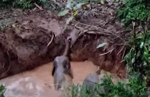 കാട്ടാനയും കുഞ്ഞും കിണറ്റിൽ/ ടിവി ദൃശ്യം