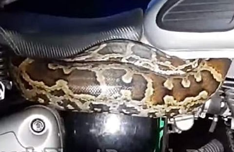 ബുള്ളറ്റിന്റെ സീറ്റിന്റെ അടിയിൽ ചുറ്റിക്കിടക്കുന്ന പെരുമ്പാമ്പിന്റെ ദൃശ്യം