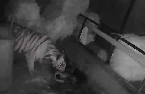 കടുവയുടെ സിസിടിവി ദൃശ്യങ്ങൾ