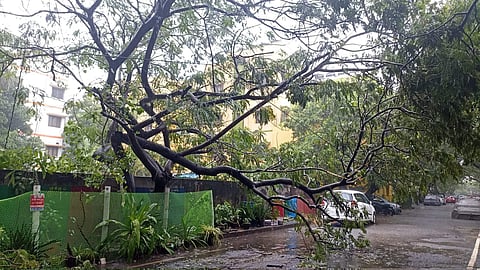 കനത്ത മഴയില് കടപുഴകി റോഡില് വീണ മരം/  മോഹന് ന്യൂ ഇന്ത്യന് എക്സ്പ്രസ്