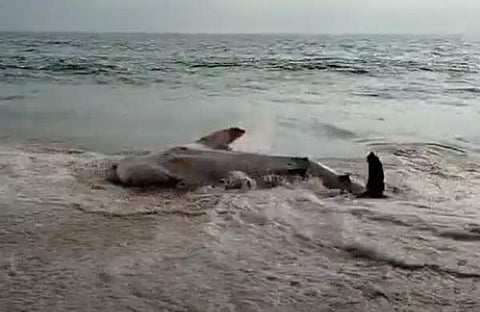 വീഡിയോ ദൃശ്യം