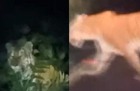 താമരശ്ശേരി ചുരത്തിൽ കടുവയിറങ്ങി/ ടെലിവിഷൻ സ്ക്രീൻഷോട്ട്