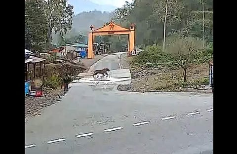 യുവാവിന്റെ തൊട്ടരികിലൂടെ റോഡ് മുറിച്ചു കടക്കുന്ന കടുവയുടെ ദൃശ്യം