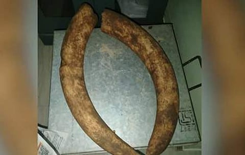 പിടികൂടിയ ആനക്കൊമ്പ്