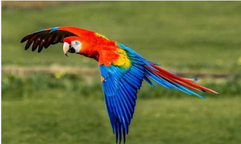 മക്കോവോ തത്ത